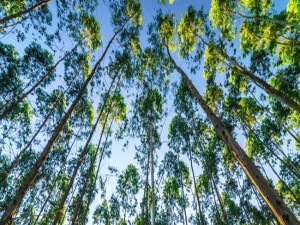 Cenibra automatiza processo de monitoramento de 254 mil hectares