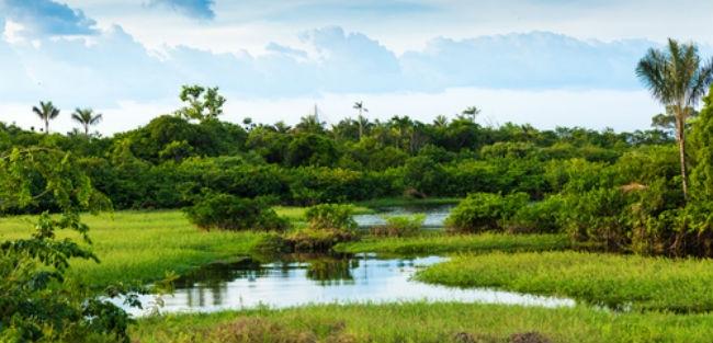BNDES aplica mais de R$ 33 milhões em projetos de pesquisa tecnológica na Amazônia