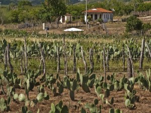 App monitora safra de agricultores para prevenir riscos nas áreas de plantações