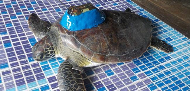 Projeto brasileiro monitora saúde das tartarugas via satélite