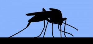 Governo lança aplicativo gratuito com informações sobre o Zika