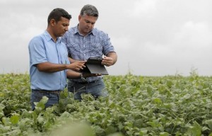 Aplicativo da Bayer usa rede neural para ajudar agricultores a identificar plantas daninhas