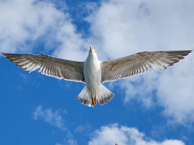 seagull-2349027_1280.jpg