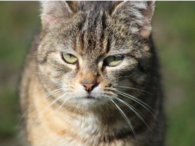 gato foco mindfulness.jpg