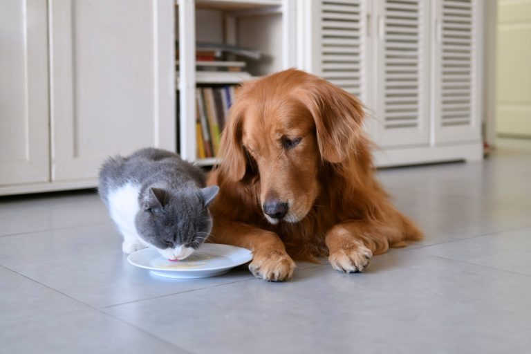 softbank petlove