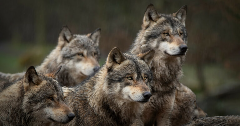 Lobos, animais, inteligência artificial, animal, matilha, ia,