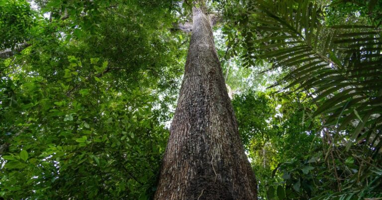 Imagem de uma árvore alta na floresta amazônica, vista de baixo para cima, com tronco grosso e reto cercado por uma densa vegetação verde. A copa da árvore se mistura com as folhas de outras árvores ao fundo, evidenciando a biodiversidade da floresta tropical (biodiversidade, tecnologia)
