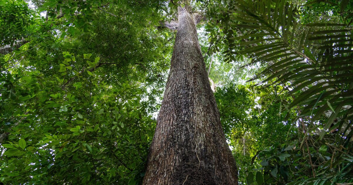 Imagem de uma árvore alta na floresta amazônica, vista de baixo para cima, com tronco grosso e reto cercado por uma densa vegetação verde. A copa da árvore se mistura com as folhas de outras árvores ao fundo, evidenciando a biodiversidade da floresta tropical (biodiversidade, tecnologia)